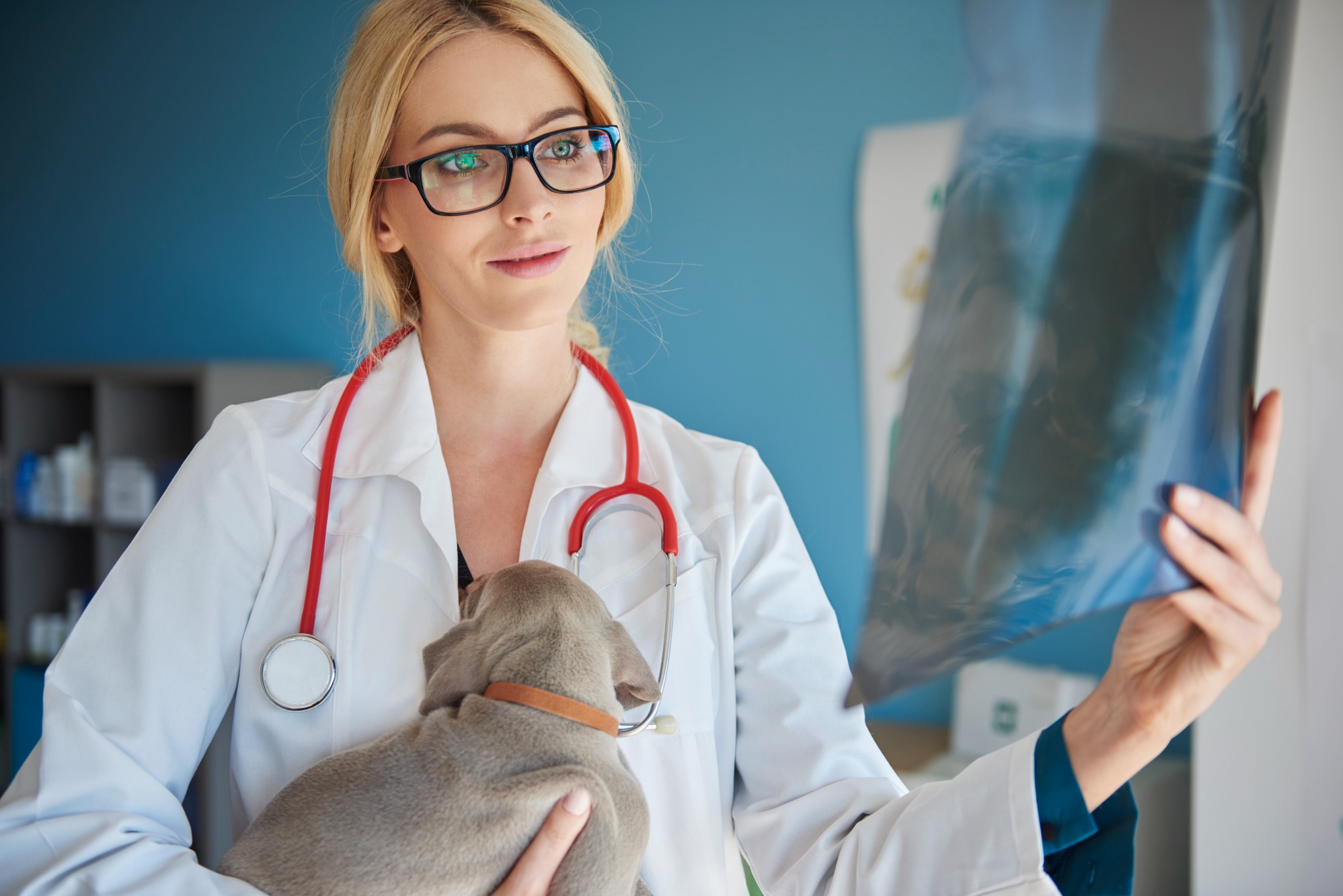 Creating a Calm Vet Med Clinic for Your Mental Health