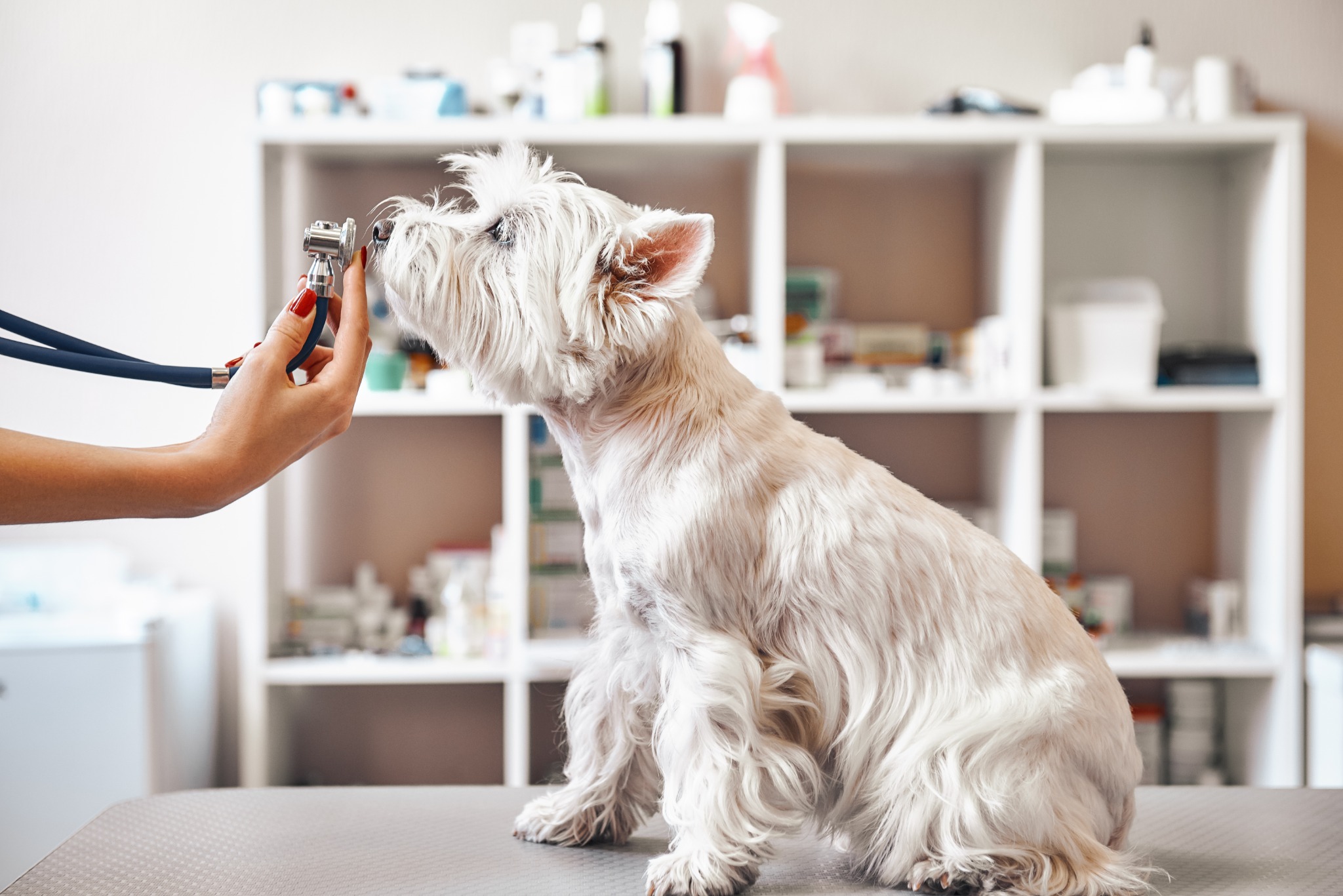 Veterinarian Mental Health: The Customer Isn't Always Right