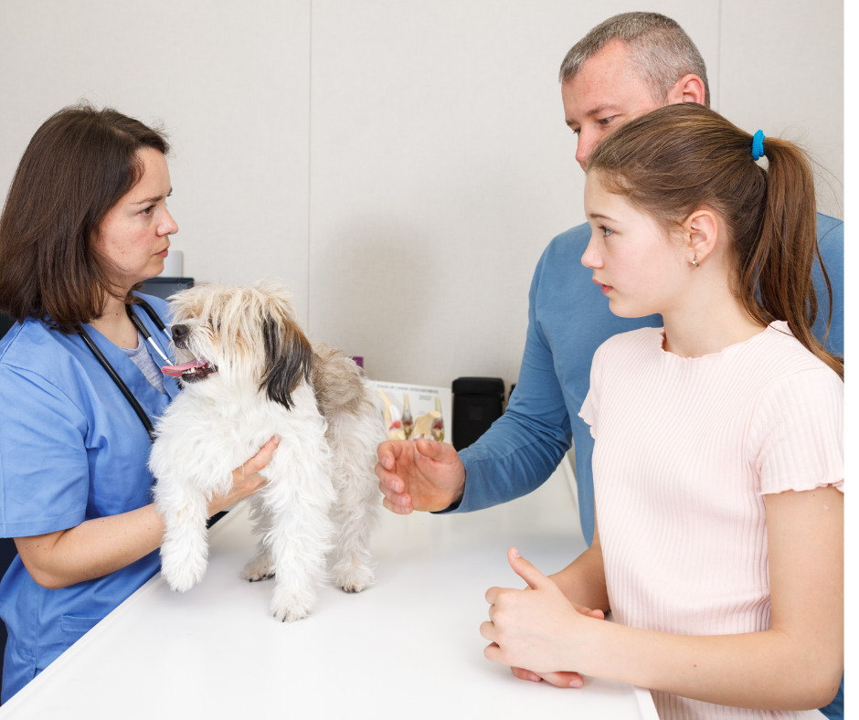 Evaluating the Veterinary Client Experience: How Small Communication Gaps Create Big Problems