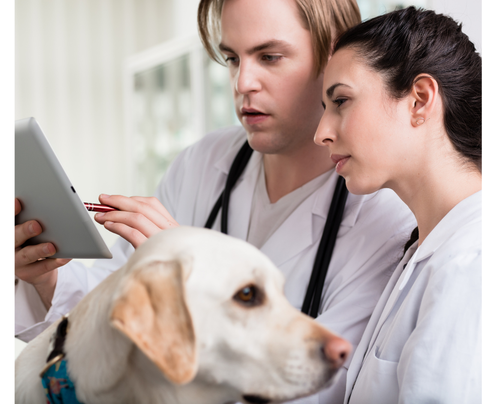 Practical AI in Veterinary Medicine: Tools That Support Teams Without Replacing Them