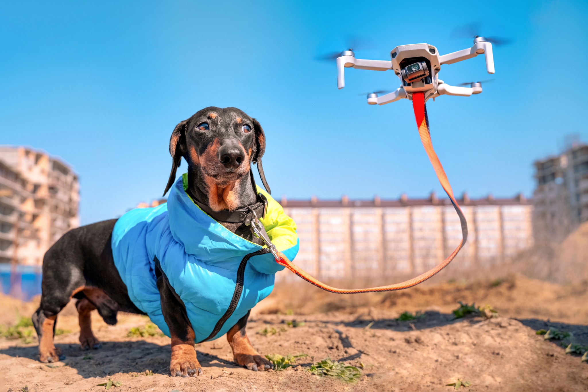 The Role of AI in Improving Pet Care