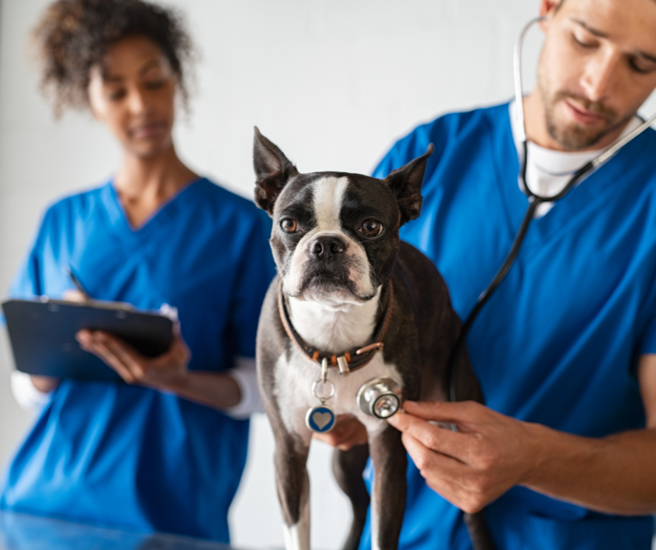 Simple Systems for Better Communication in Your Veterinary Practice